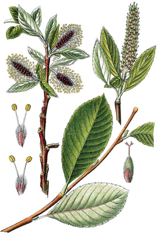 Willow