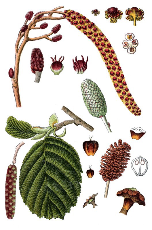 Black alder