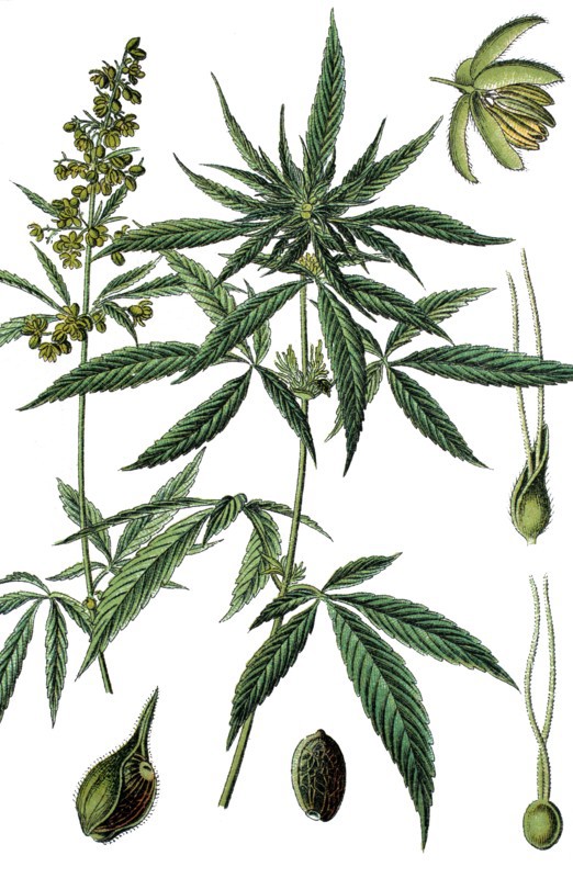 Cannabis sativa