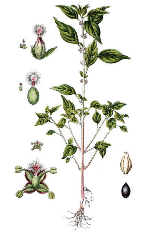 Pellitory-of-the-wall