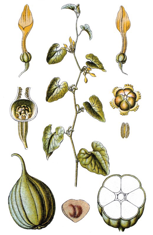 Birthwort