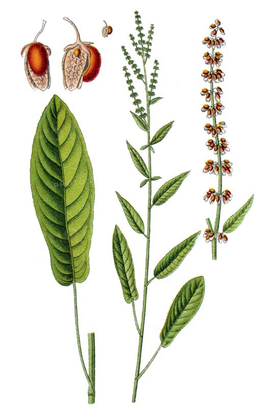 Rumex nemorosus
