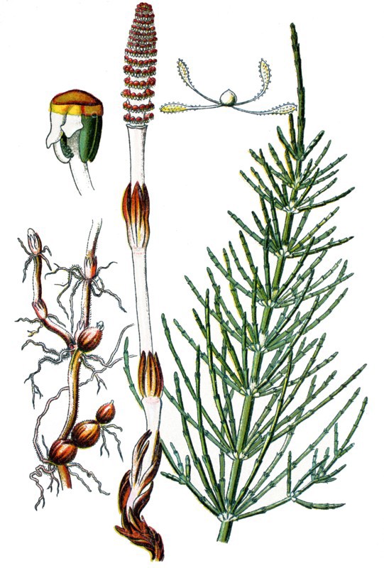 Field horsetail