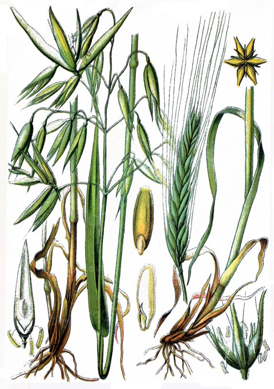 Avena sativa
