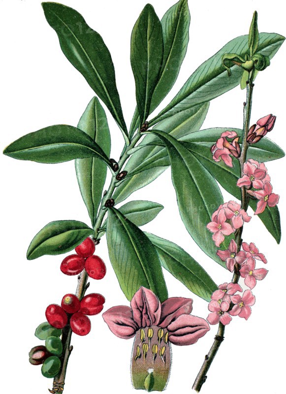 Mezereon