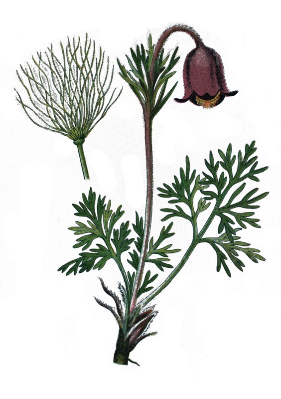 Small pasque flower