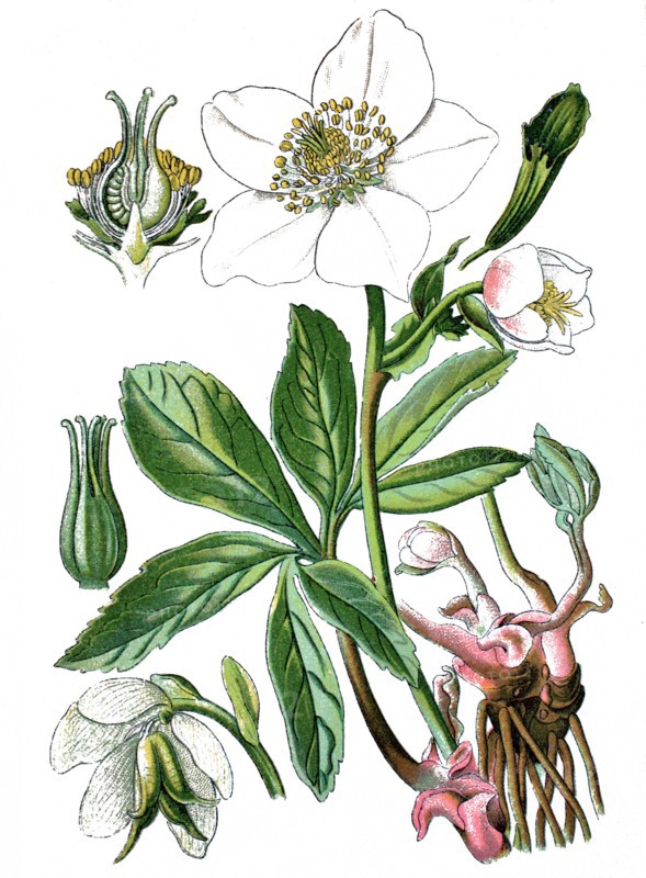 Christmas rose