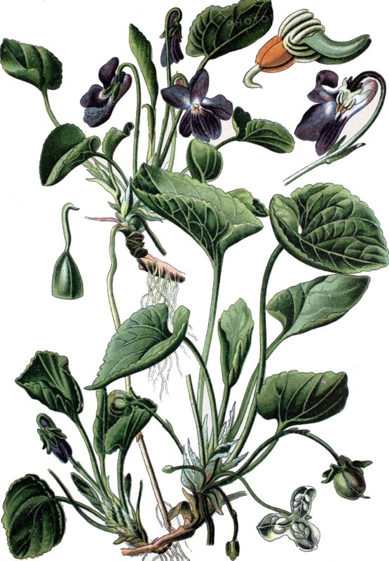 Wood violet