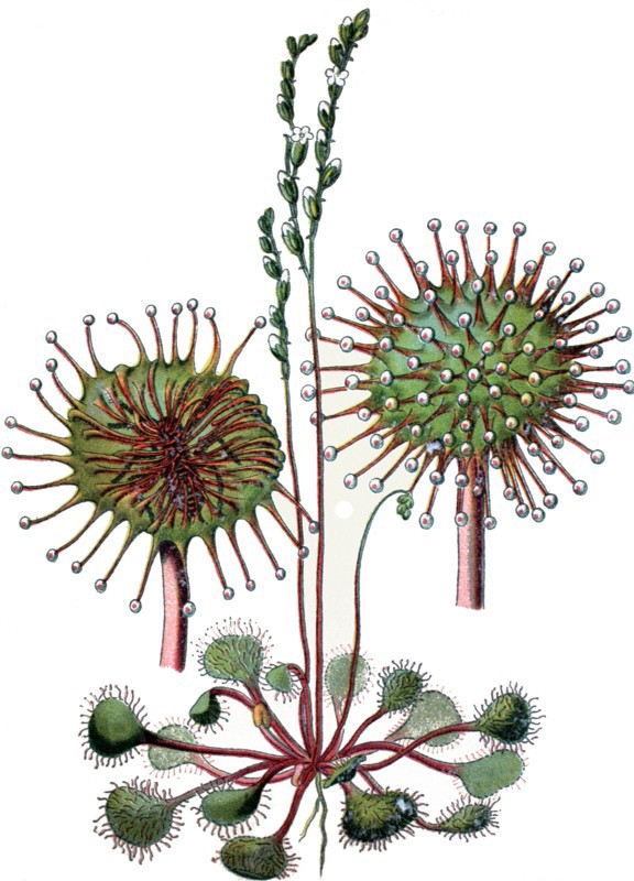 common sundew