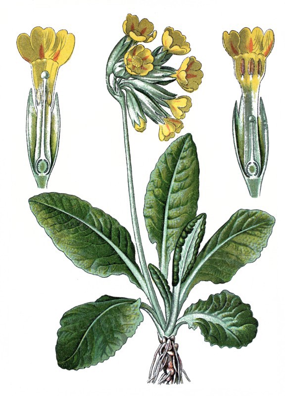 Cowslip