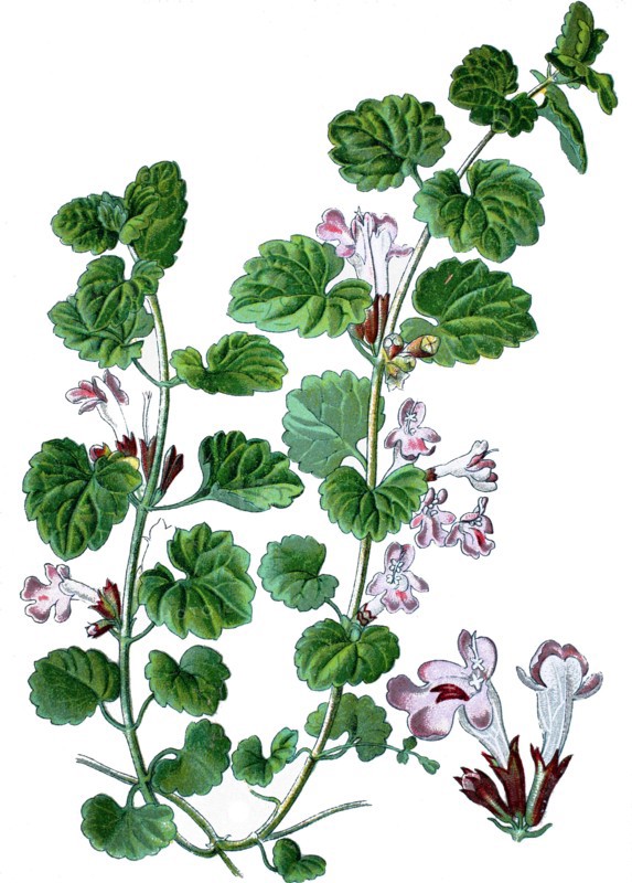 Ground-ivy