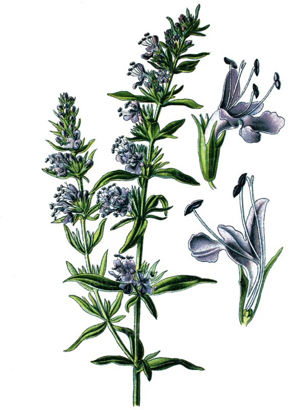 Hyssop