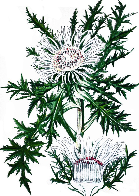 Stemless carline thistle