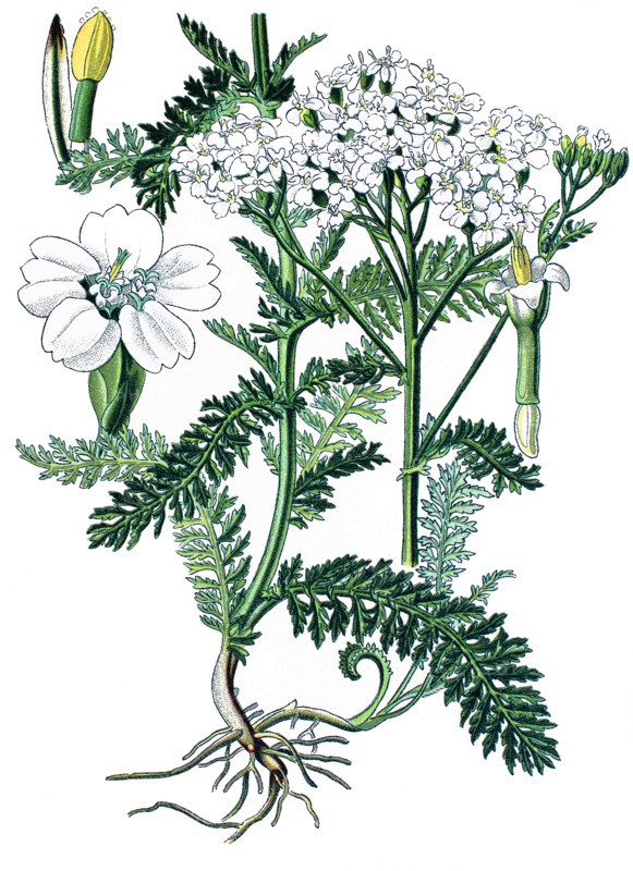 Common yarrow