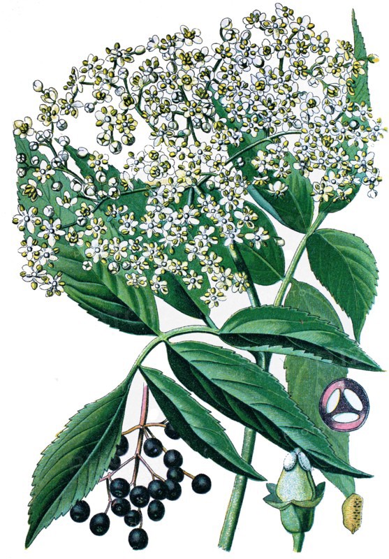 Elderberry