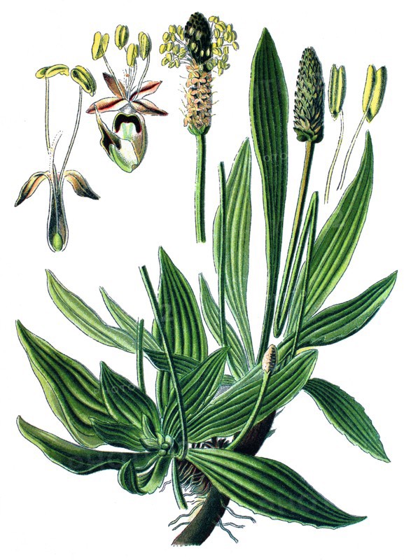 English plantain