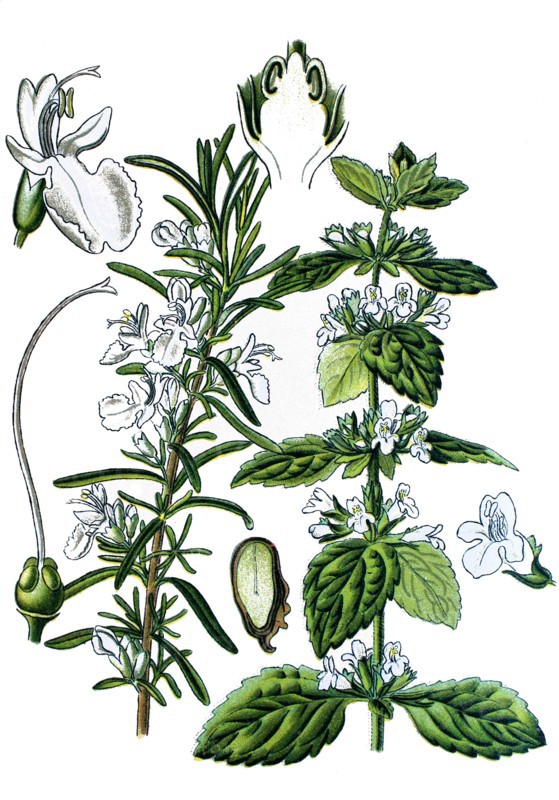 Rosemary