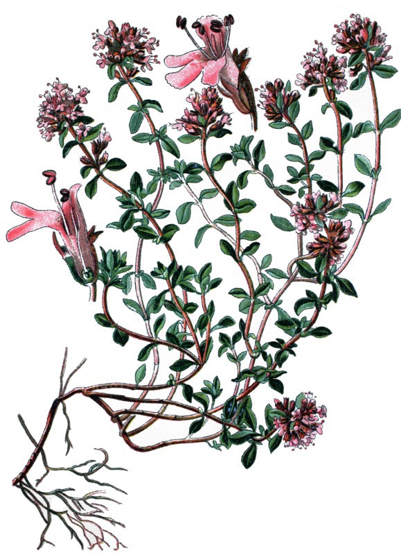 Breckland thyme