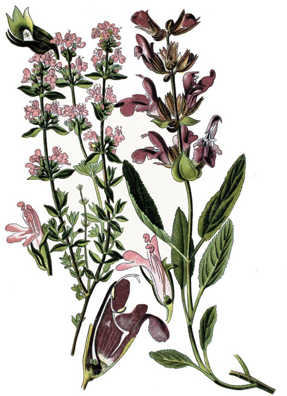 Common thyme