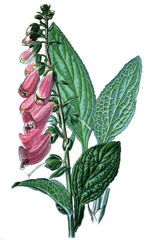 Common foxglove