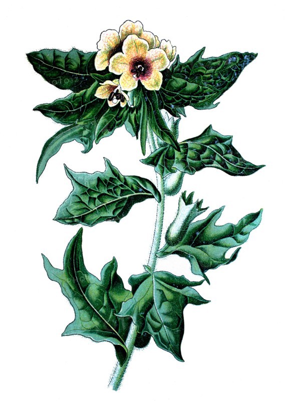 Stinking nightshade