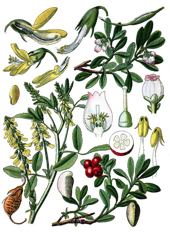 Sweet clover, ribbet melilot, manzanita