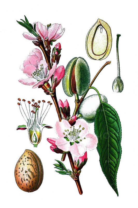 Almond