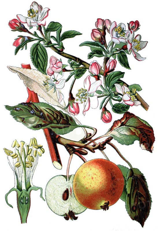 Apple tree