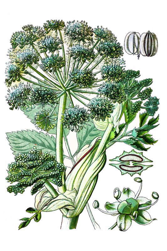 Garden angelica