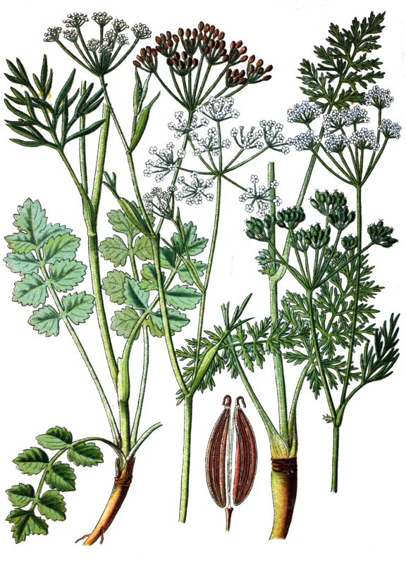 Caraway