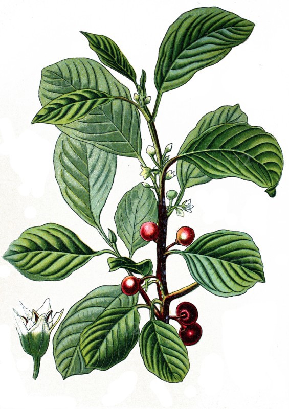 Alder buckthorn