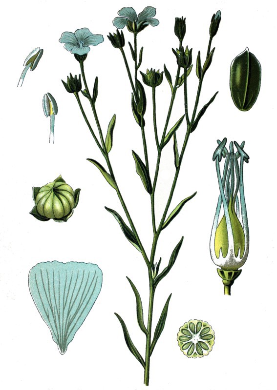 Common flax