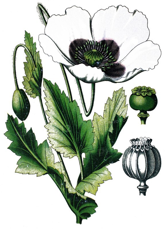 Opium poppy