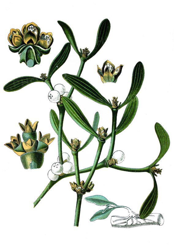 European mistletoe