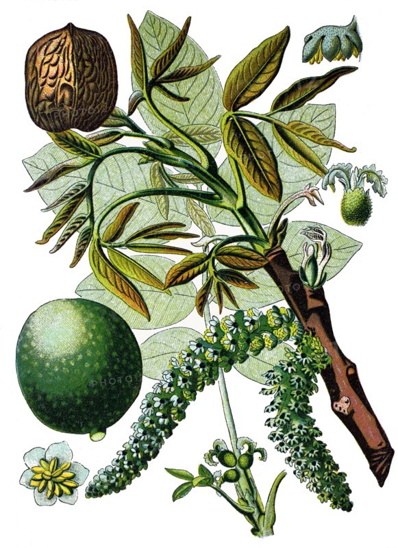 Persian walnut