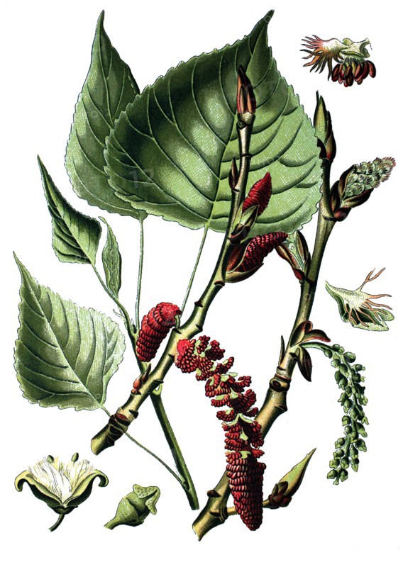 Populus nigra