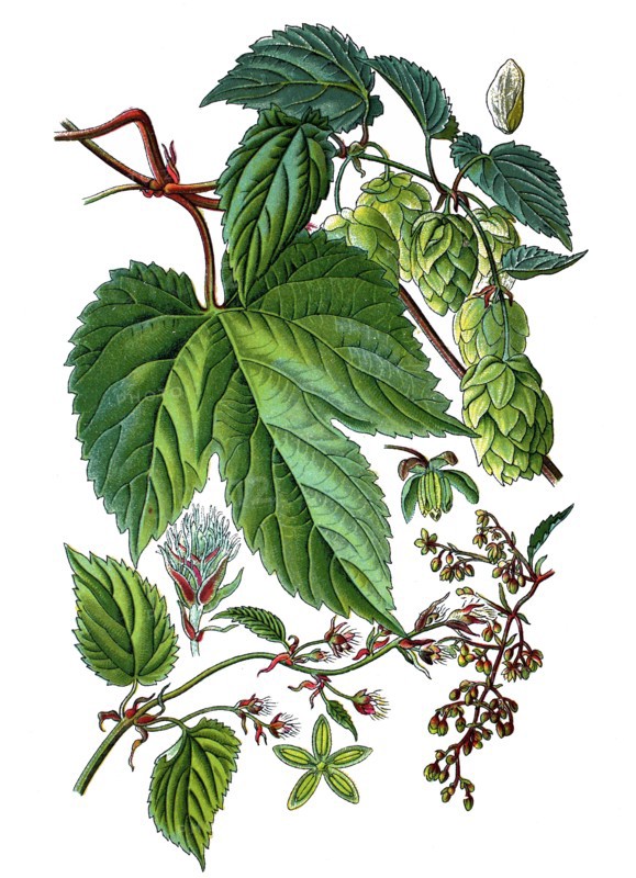 Humulus lupulus