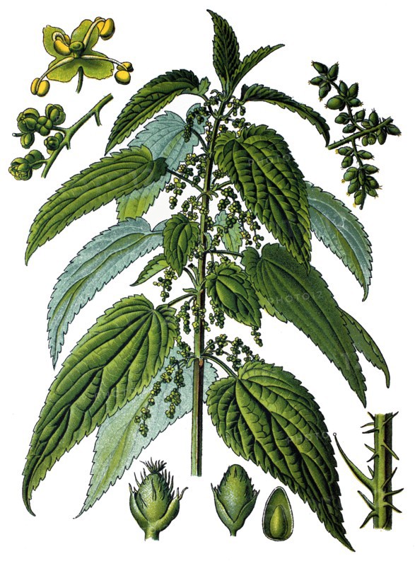 Common nettle