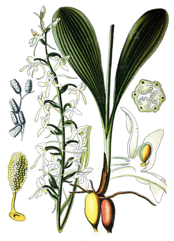 Lesser butterfly-orchid