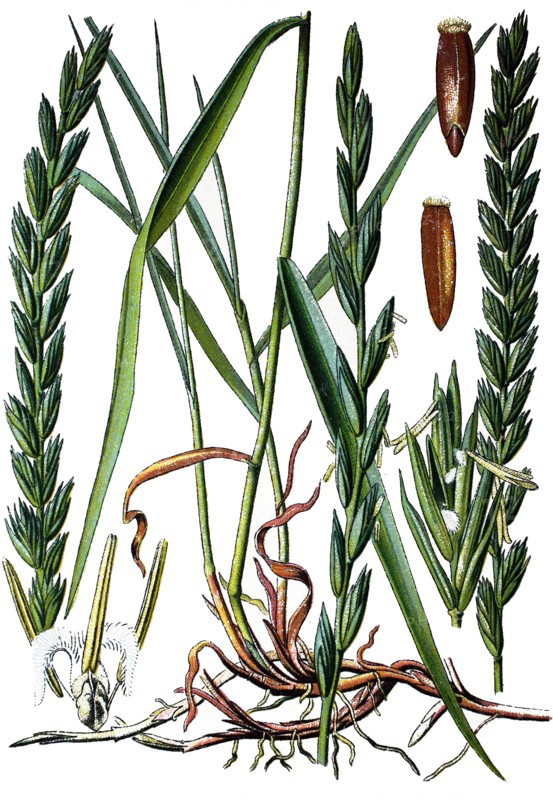Elymus repens