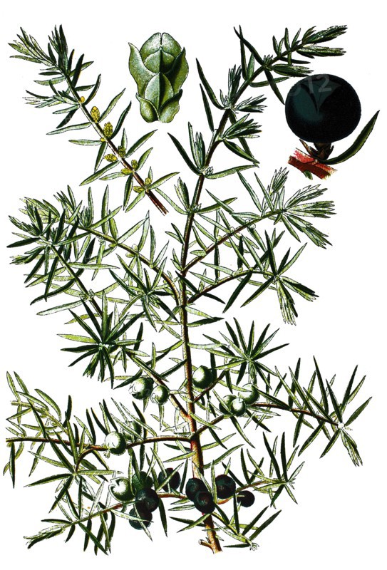 Common juniper