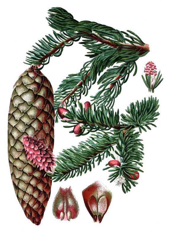 Norway spruce