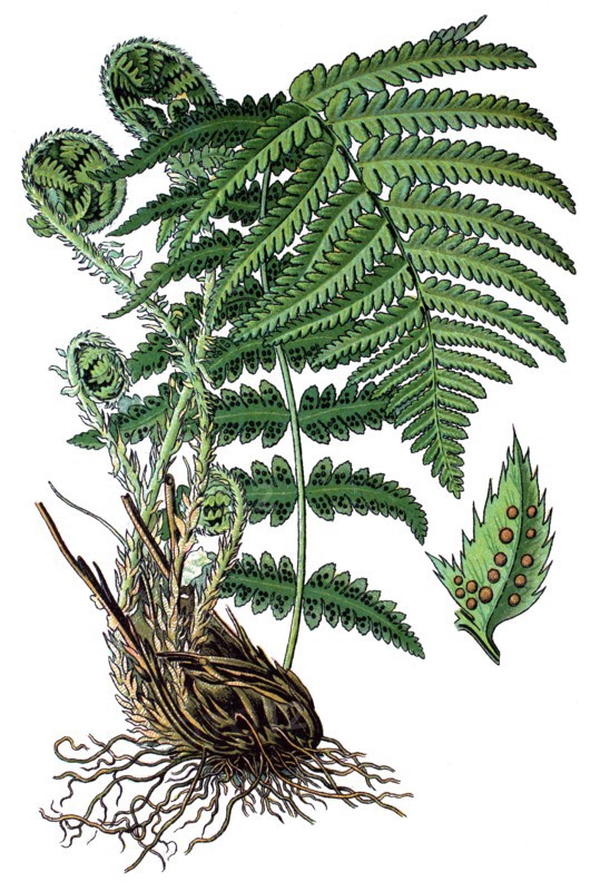 Male fern