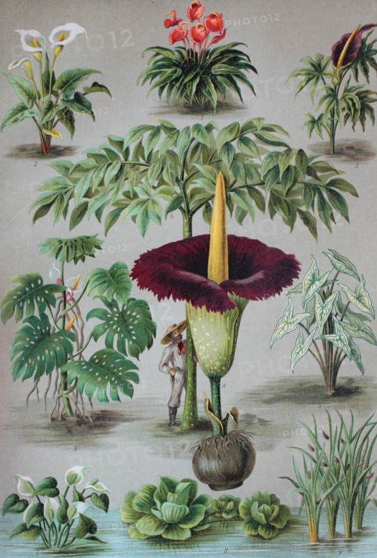 Araceae or the arum family