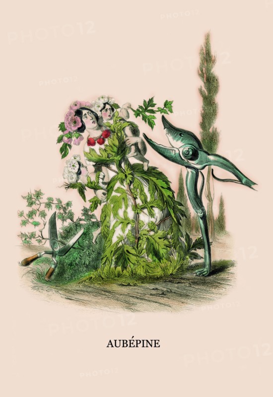 Aubepine 1847
