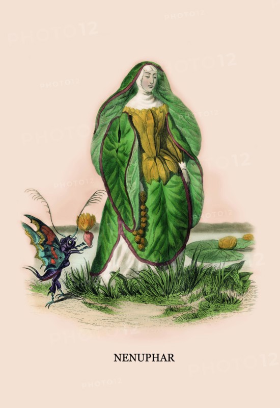 Nenuphar 1847