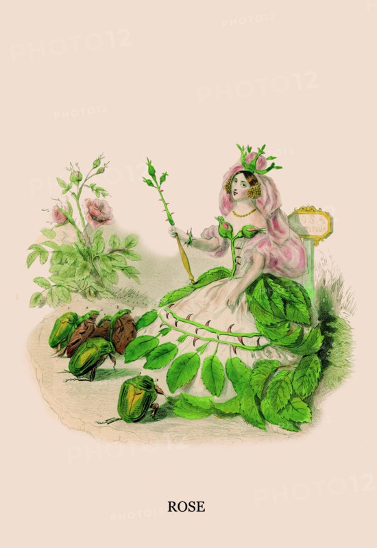 Rose 1847
