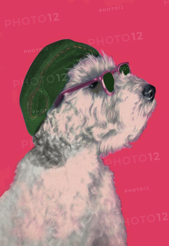 Dog with Glasses and Hat