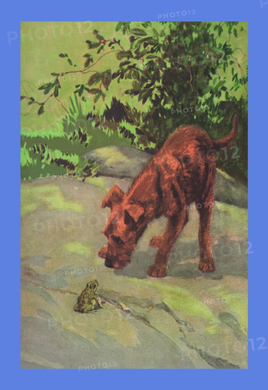 Irish Terrier Puppy 1932