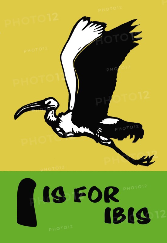I is for Ibis 1923